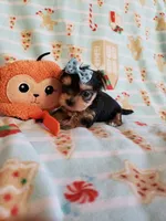 Tcup boy 2, a male Yorkshire Terrier for sale in Atlanta, GA – 2 of 7
