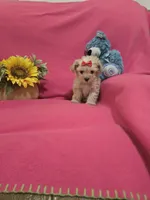 Tcup girl 2, a female Morkie for sale in Atlanta, GA – 2 of 7