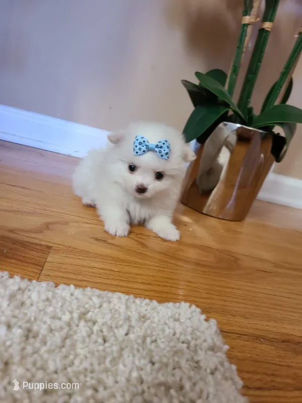 Tcup Cody – Pomeranian puppy for sale in Atlanta, GA