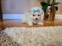 Tcup Cody, a male Pomeranian for sale in Atlanta, GA – Photo 4 of 7