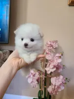 Tcup Cody, a male Pomeranian for sale in Atlanta, GA – Photo 2 of 7