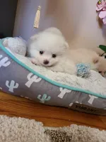 Tcup Cody, a male Pomeranian for sale in Atlanta, GA – Photo 6 of 7