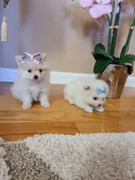 Tcup Cody, a male Pomeranian for sale in Atlanta, GA – Photo 5 of 7