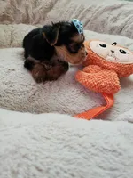Tcup boy 2, a male Yorkshire Terrier for sale in Atlanta, GA – 6 of 7