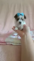 Tcup Cody, a male Maltipoo for sale in Atlanta, GA – 4 of 10