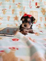 Tcup girl 1, a female Yorkshire Terrier for sale in Atlanta, GA – 5 of 8