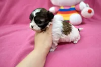 Tcup girl 3, a female Maltipoo for sale in Atlanta, GA – Photo 10 of 10