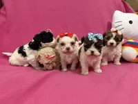 Tcup girl 3, a female Maltipoo for sale in Atlanta, GA – Photo 8 of 10