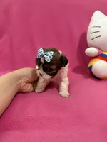 Tcup girl 3, a female Maltipoo for sale in Atlanta, GA – Photo 7 of 10