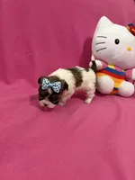 Tcup girl 3, a female Maltipoo for sale in Atlanta, GA – Photo 5 of 10