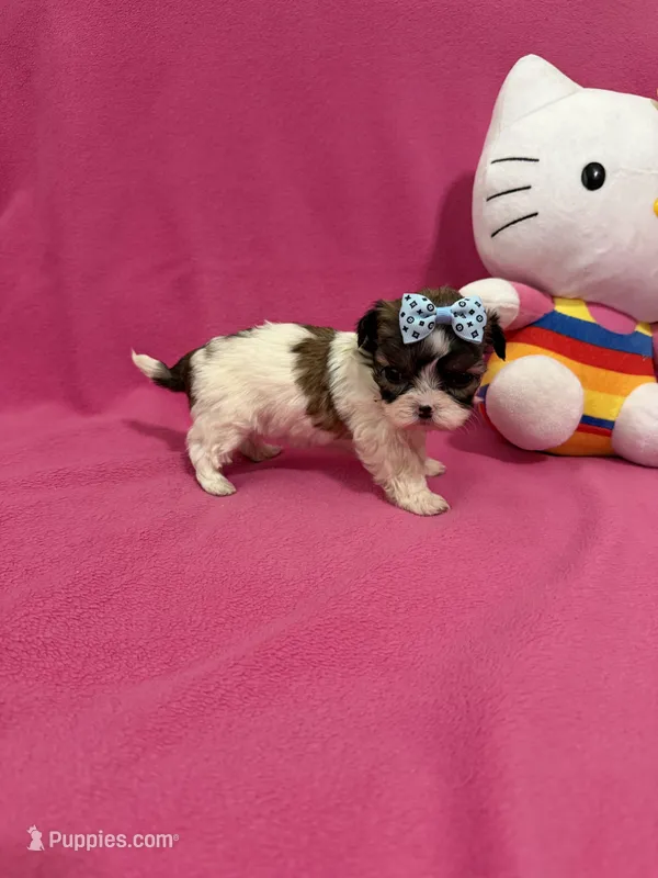 Tcup girl 3 – Maltipoo puppy for sale in Atlanta, GA