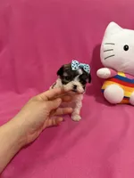 Tcup girl 3, a female Maltipoo for sale in Atlanta, GA – Photo 6 of 10