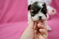 Tcup girl 3, a female Maltipoo for sale in Atlanta, GA – Photo 2 of 10