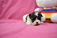 Tcup girl 3, a female Maltipoo for sale in Atlanta, GA – Photo 3 of 10