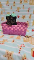 Tcup Ellie , a female Yorkshire Terrier for sale in Atlanta, GA – 5 of 5