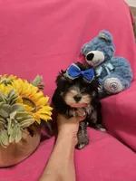 Tcup girl 1, a female Morkie for sale in Atlanta, GA – 4 of 9