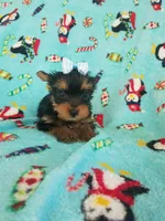 Tcup girl 2, a female Yorkshire Terrier for sale in Atlanta, GA – 4 of 6