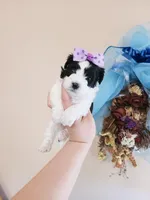 Tcup girl2, a female Maltipoo for sale in Atlanta, GA – Photo 2 of 7