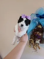 Tcup girl2, a female Maltipoo for sale in Atlanta, GA – Photo 5 of 7