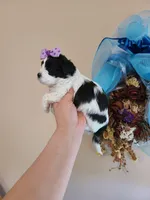 Tcup girl2, a female Maltipoo for sale in Atlanta, GA – Photo 4 of 7