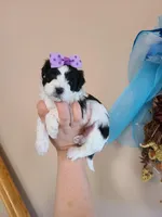 Tcup girl2, a female Maltipoo for sale in Atlanta, GA – Photo 3 of 7
