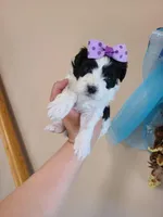 Tcup girl2, a female Maltipoo for sale in Atlanta, GA – Photo 6 of 7