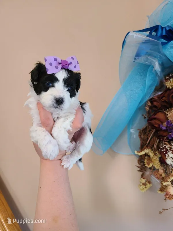 Tcup girl2 – Maltipoo puppy for sale in Atlanta, GA