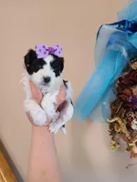 Tcup girl2, a female Maltipoo for sale in Atlanta, GA – Photo 1 of 7