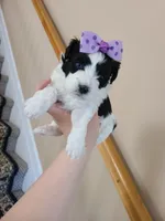 Tcup girl2, a female Maltipoo for sale in Atlanta, GA – Photo 7 of 7