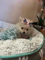 Tcup boy 2, a male Pomeranian for sale in Atlanta, GA – 3 of 8