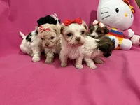 Tcup Girl 1, a female Maltipoo for sale in Atlanta, GA – Photo 8 of 10
