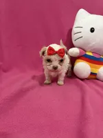 Tcup Girl 1, a female Maltipoo for sale in Atlanta, GA – Photo 4 of 10