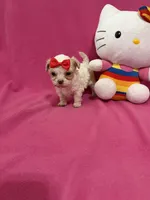 Tcup Girl 1, a female Maltipoo for sale in Atlanta, GA – Photo 3 of 10