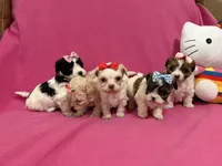 Tcup Girl 1, a female Maltipoo for sale in Atlanta, GA – Photo 9 of 10