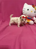Tcup Girl 1, a female Maltipoo for sale in Atlanta, GA – Photo 6 of 10