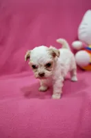 Tcup Girl 1, a female Maltipoo for sale in Atlanta, GA – Photo 10 of 10