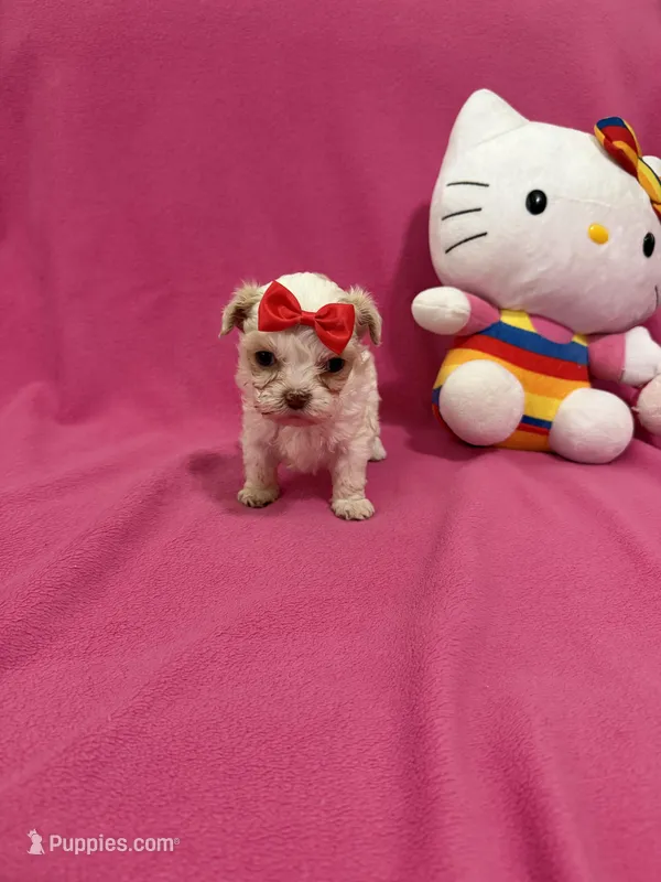 Tcup Girl 1 – Maltipoo puppy for sale in Atlanta, GA