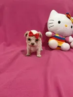 Tcup Girl 1, a female Maltipoo for sale in Atlanta, GA – Photo 2 of 10