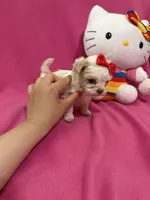 Tcup Girl 1, a female Maltipoo for sale in Atlanta, GA – Photo 5 of 10