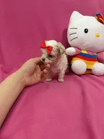 Tcup Girl 1, a female Maltipoo for sale in Atlanta, GA – Photo 7 of 10