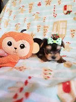 Tcup Boy 1 , a male Yorkshire Terrier for sale in Atlanta, GA – 6 of 7