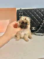Tcup prince, a male Pomeranian for sale in Atlanta, GA – 1 of 9