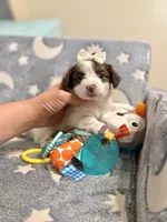 Tcup cody, a male Maltipoo for sale in Atlanta, GA – 3 of 7