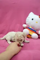 Tcup Boy 1, a male Maltipoo for sale in Atlanta, GA – Photo 2 of 9