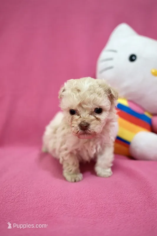 Tcup Boy 1 – Maltipoo puppy for sale in Atlanta, GA