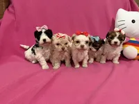 Tcup Boy 1, a male Maltipoo for sale in Atlanta, GA – Photo 9 of 9