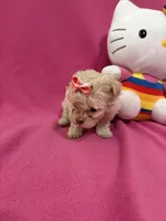Tcup Boy 1, a male Maltipoo for sale in Atlanta, GA – Photo 6 of 9