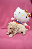 Tcup Boy 1, a male Maltipoo for sale in Atlanta, GA – Photo 3 of 9