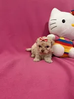 Tcup Boy 1, a male Maltipoo for sale in Atlanta, GA – Photo 8 of 9