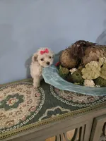 Tcup Sadie , a female Morkie for sale in Atlanta, GA – 4 of 5